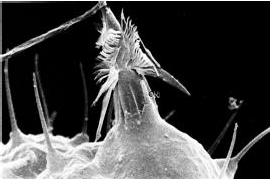 Nematocyst-discharged