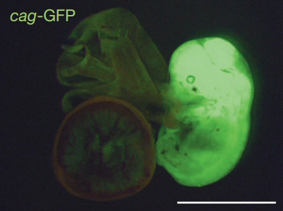 Mouse_Green_StemCells