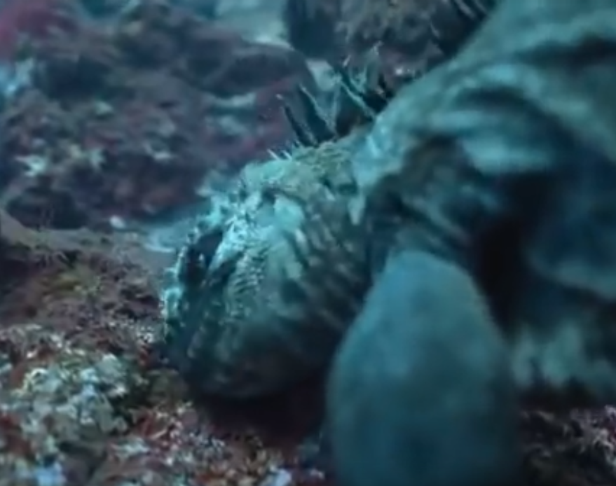 This image has an empty alt attribute; its file name is iguana-eats-algae.png