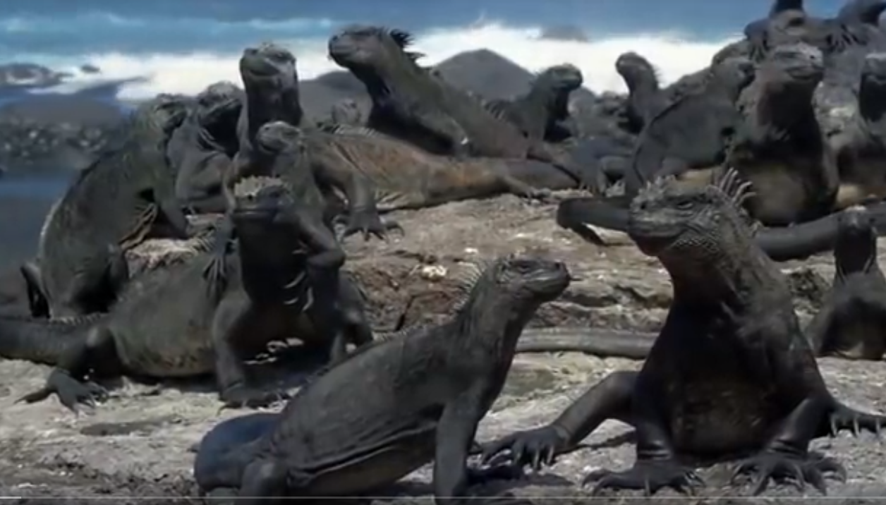 This image has an empty alt attribute; its file name is iguanas.png