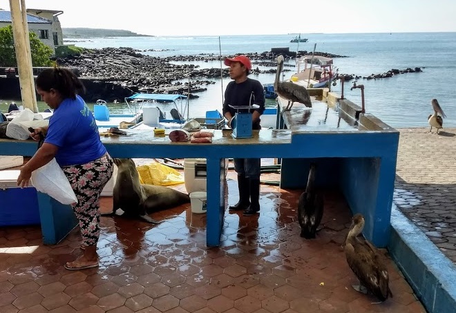 This image has an empty alt attribute; its file name is fish_img_20190408_102155076_hdr.jpg