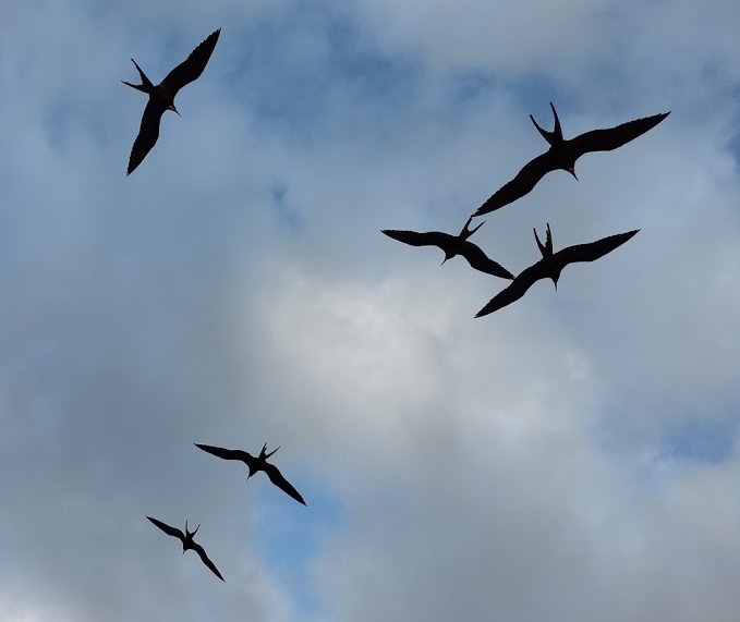 This image has an empty alt attribute; its file name is frigate-birds-img_20190407_193340228_burst000_cover_top.jpg