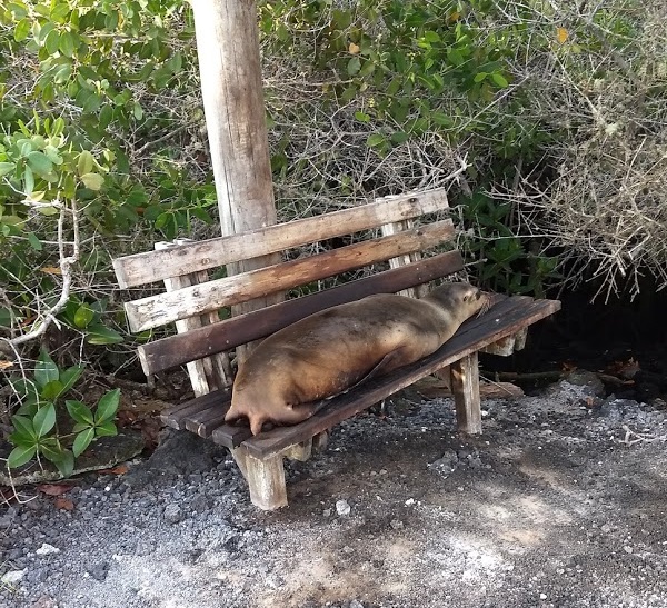 This image has an empty alt attribute; its file name is sea-lion-img_20190403_084920906.jpg