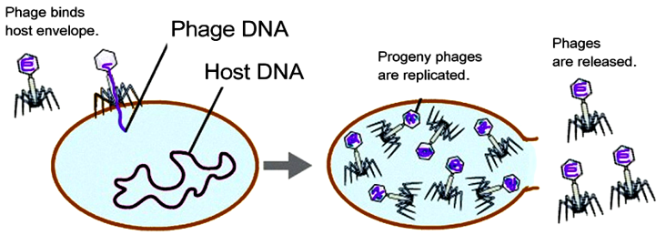 This image has an empty alt attribute; its file name is phage.png