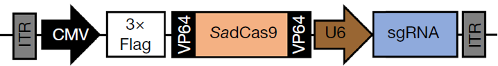 This image has an empty alt attribute; its file name is cas9-insert-map.png