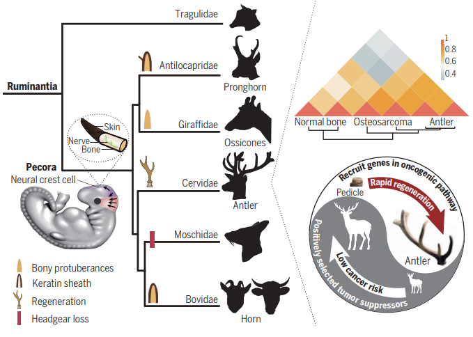 This image has an empty alt attribute; its file name is deer_antlers_genes.png