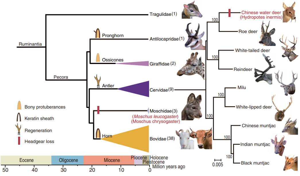 This image has an empty alt attribute; its file name is deer_headgear_phylogeny.png
